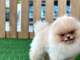 Teddy Bear Pomeranian Boo Bebekler