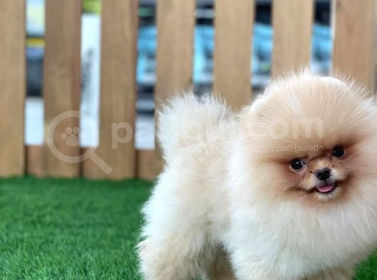 Teddy Bear Pomeranian Boo Bebekler görsel