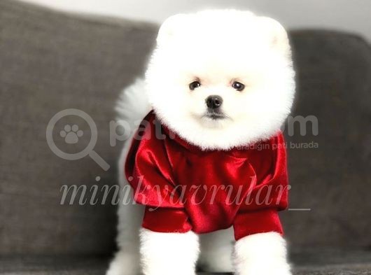 Safkan A Kalite Pomeranian Yavrularımız görsel