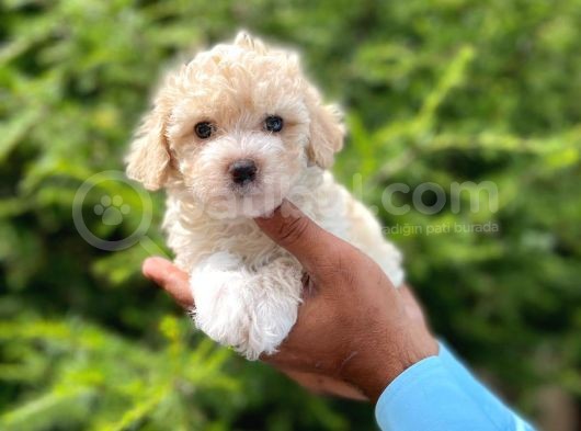 Tatli Maltese Terri̇er görsel