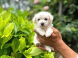 Sevimli Maltese Terrier