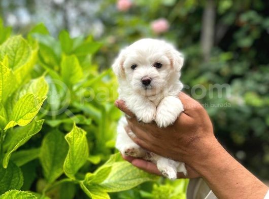 Sevimli Maltese Terrier görsel