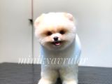 Ayı Surat Pomeranian Yavrularımız