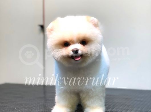 Ayı Surat Pomeranian Yavrularımız görsel