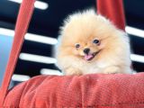 Teacup Pomeranian Boo Bebekler