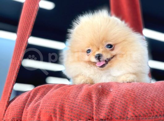 Teacup Pomeranian Boo Bebekler