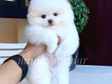 Teddy Face Pomeranian Arayanlar Icin