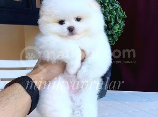 Teddy Face Pomeranian Arayanlar Icin görsel