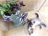 3 Aylık British Shorthair Erkek Kedimiz