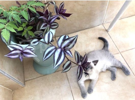 3 Aylık British Shorthair Erkek Kedimiz görsel