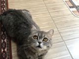 British Shorthair Silver Tabby 1 Yaşında Dişi Kısırlaştırılmış