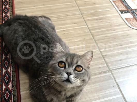 British Shorthair Silver Tabby 1 Yaşında Dişi Kısırlaştırılmış