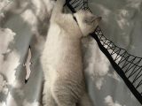 3 Aylık British Shorthair Erkek Kedimiz