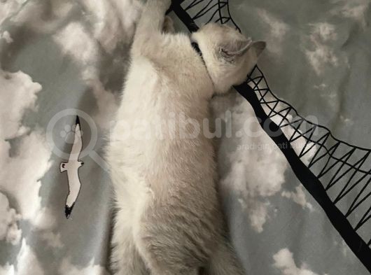 3 Aylık British Shorthair Erkek Kedimiz
