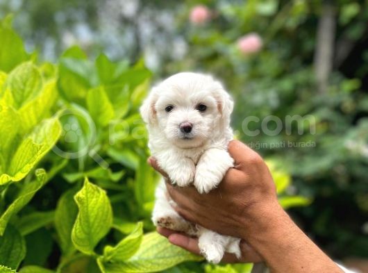 Sevimli Maltese Terrier görsel
