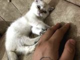 Scottish Fold Blue Point A+ Kalite