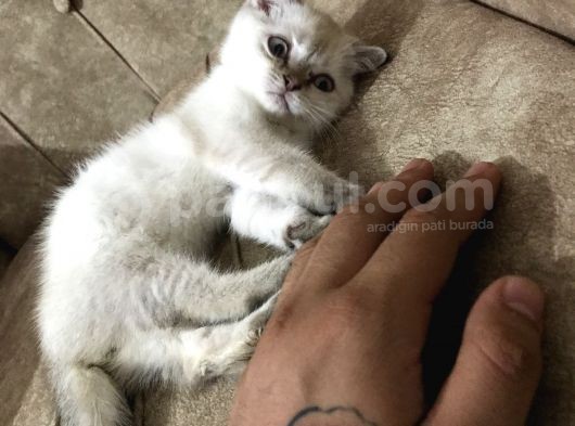Scottish Fold Blue Point A+ Kalite