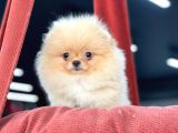 Teacup Pomeranian Boo Bebekler