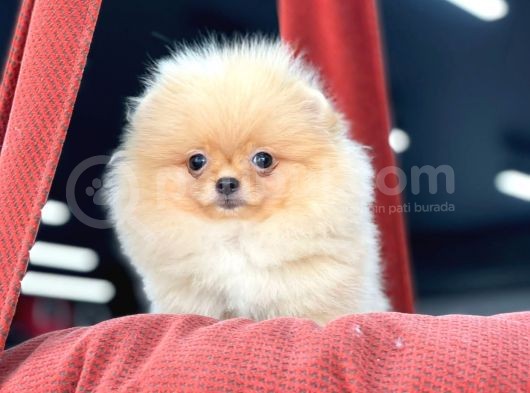 Teacup Pomeranian Boo Bebekler görsel