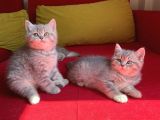 British Shorthair Blue Golden Özel Renk Erkek Yavrular