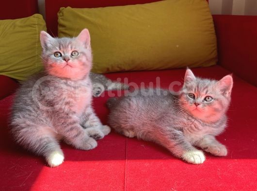 British Shorthair Blue Golden Özel Renk Erkek Yavrular