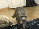 British Shorthair Silver Tabby 1 Yaşında Dişi Kısırlaştırılmış