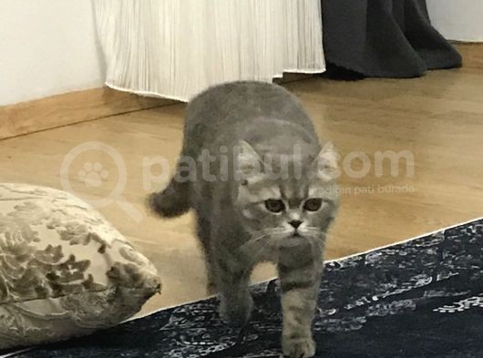 British Shorthair Silver Tabby 1 Yaşında Dişi Kısırlaştırılmış görsel