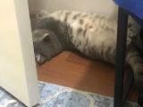 British Shorthair Silver Tabby 1 Yaşında Dişi Kısırlaştırılmış