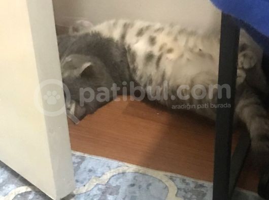 British Shorthair Silver Tabby 1 Yaşında Dişi Kısırlaştırılmış görsel