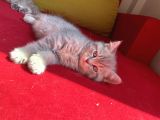 British Shorthair Blue Golden Özel Renk Erkek Yavrular