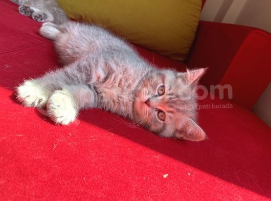 British Shorthair Blue Golden Özel Renk Erkek Yavrular görsel