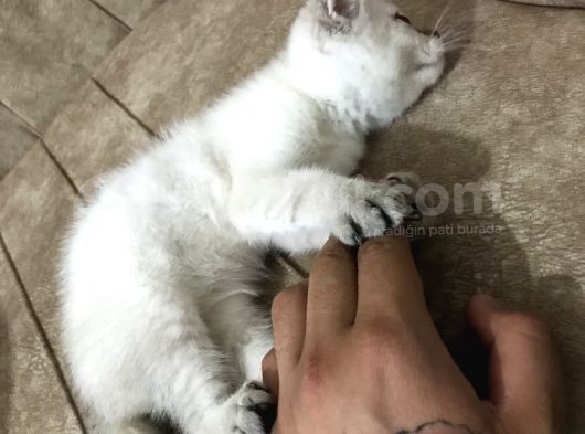Scottish Fold Blue Point A+ Kalite görsel