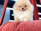 Teacup Pomeranian Boo Bebekler
