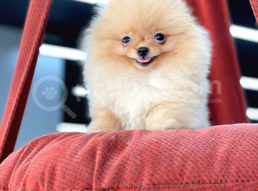 Teacup Pomeranian Boo Bebekler görsel