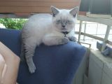 3 Aylık British Shorthair Erkek Kedimiz