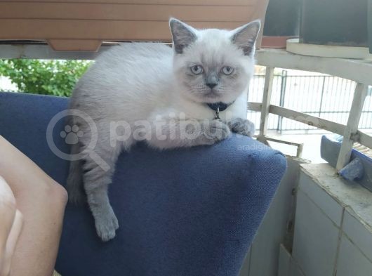 3 Aylık British Shorthair Erkek Kedimiz görsel