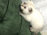 Scottish Fold Blue Point A+ Kalite