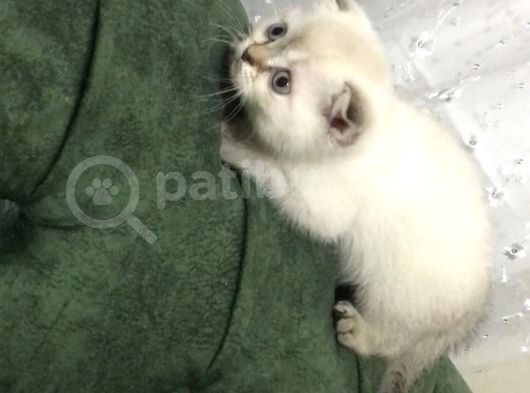 Scottish Fold Blue Point A+ Kalite görsel