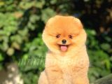 Safkan Teddy Face Pomeranian Yavrumuz