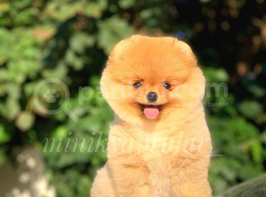 Safkan Teddy Face Pomeranian Yavrumuz görsel