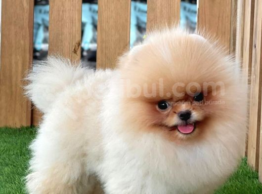 Teddy Bear Pomeranian Boo Bebekler görsel