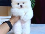 Teddy Face Pomeranian Arayanlar icin