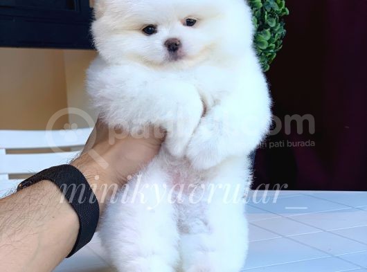 Teddy Face Pomeranian Arayanlar Icin