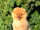 Safkan Teddy Face Pomeranian Yavrumuz