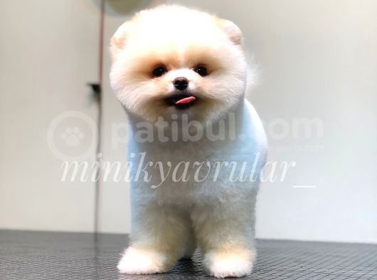 Ayı Surat Pomeranian Yavrularımız