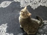 British Shorthair Silver Tabby 1 Yaşında Dişi Kısırlaştırılmış