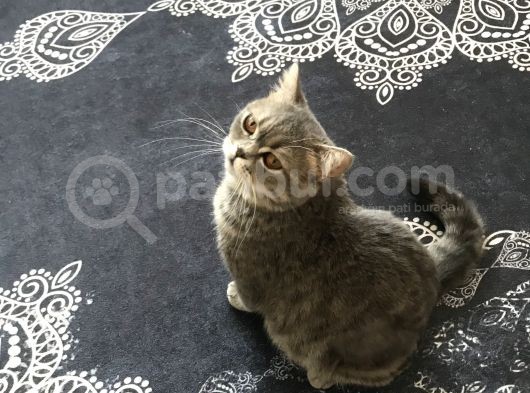 British Shorthair Silver Tabby 1 Yaşında Dişi Kısırlaştırılmış görsel