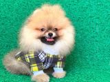 2 Aylık Pomeranian Yavrular