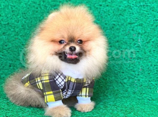 2 Aylık Pomeranian Yavrular görsel