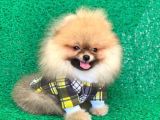 2 Aylık Pomeranian Yavrular